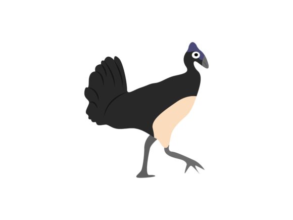 Exploring the Unique Charm of Casuarius Bird Walking Animal