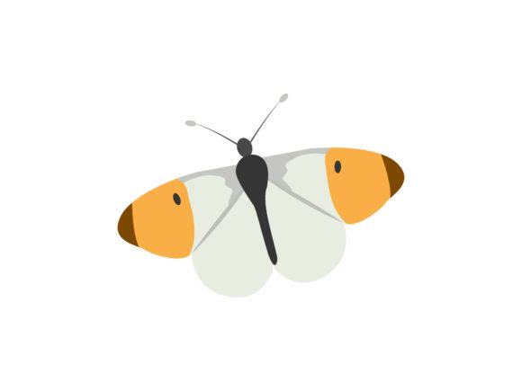 H. Misippus Butterfly Animal: A Design Asset with Natural Elegance