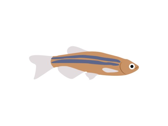The Sardine Fish Animal: A Visual Deep Dive for Creatives